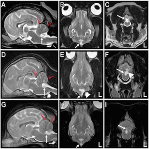 Отек мозга у собаки. Мрт головного мозга собаки в норме. Компьютерная томография МОПСА. Компьютерная томография головы собаки.