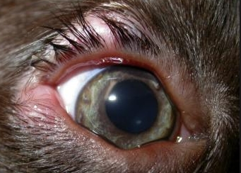 Блефарит у животных: симптомы, причины, лечение - информация и советы